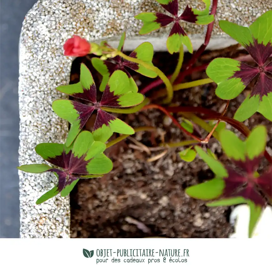 Goodies écologique - Bulbes de trèfle à 4 feuilles en berlingot personnalisable