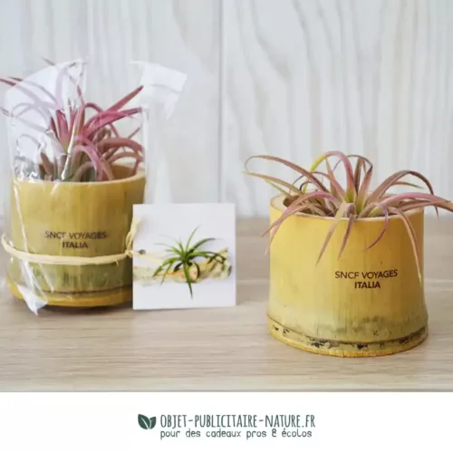 Plante publicitaire Tillandsia en pot bambou personnalisable