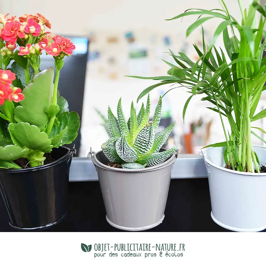 Plante publicitaire en pot zinc aimanté à personnaliser