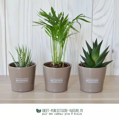 Plante publicitaire dépolluante en pot céramique rond 7 cm