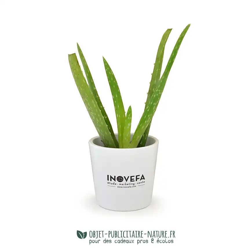 Aloé Vera en pot céramique émaillée 9 cm publicitaire personnalisable