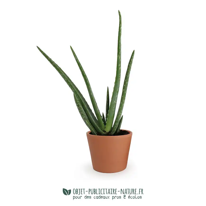 Aloé Vera en pot céramique émaillée 9 cm publicitaire personnalisable
