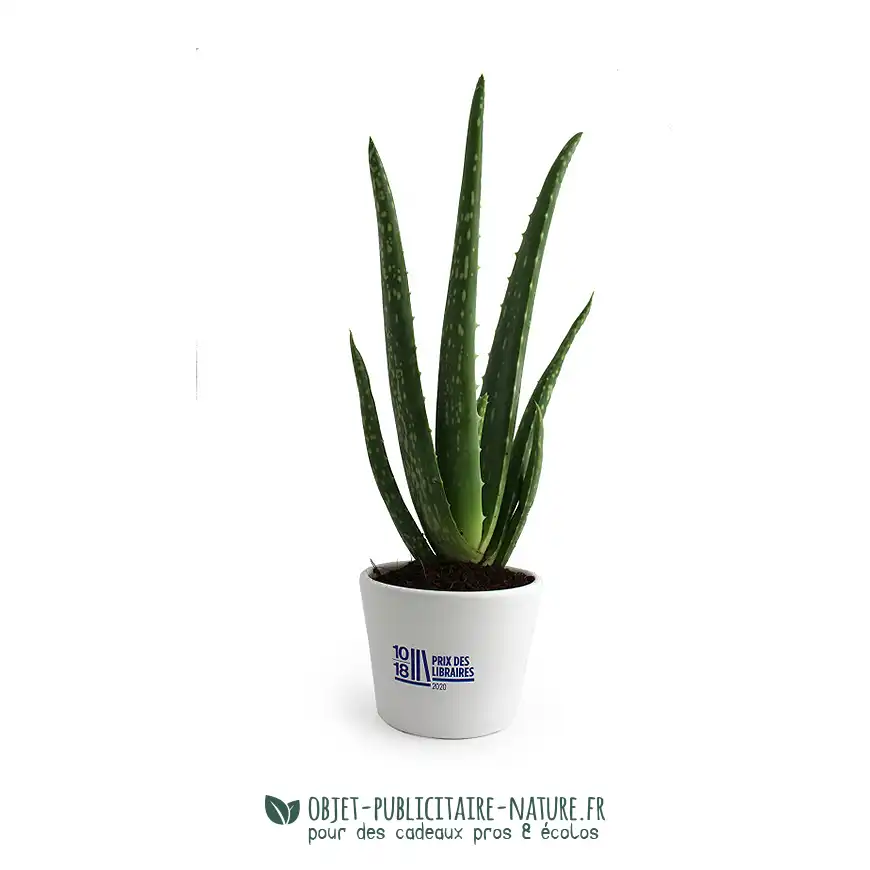 Aloé Vera en pot céramique émaillée 9 cm publicitaire à personnaliser