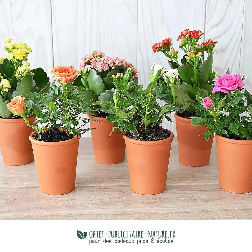 Petite plante fleurie publicitaire en pot terre cuite 6 cm personnalisable