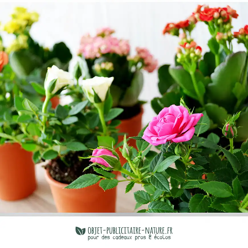 Petite plante fleurie publicitaire en pot terre cuite 6 cm personnalisable