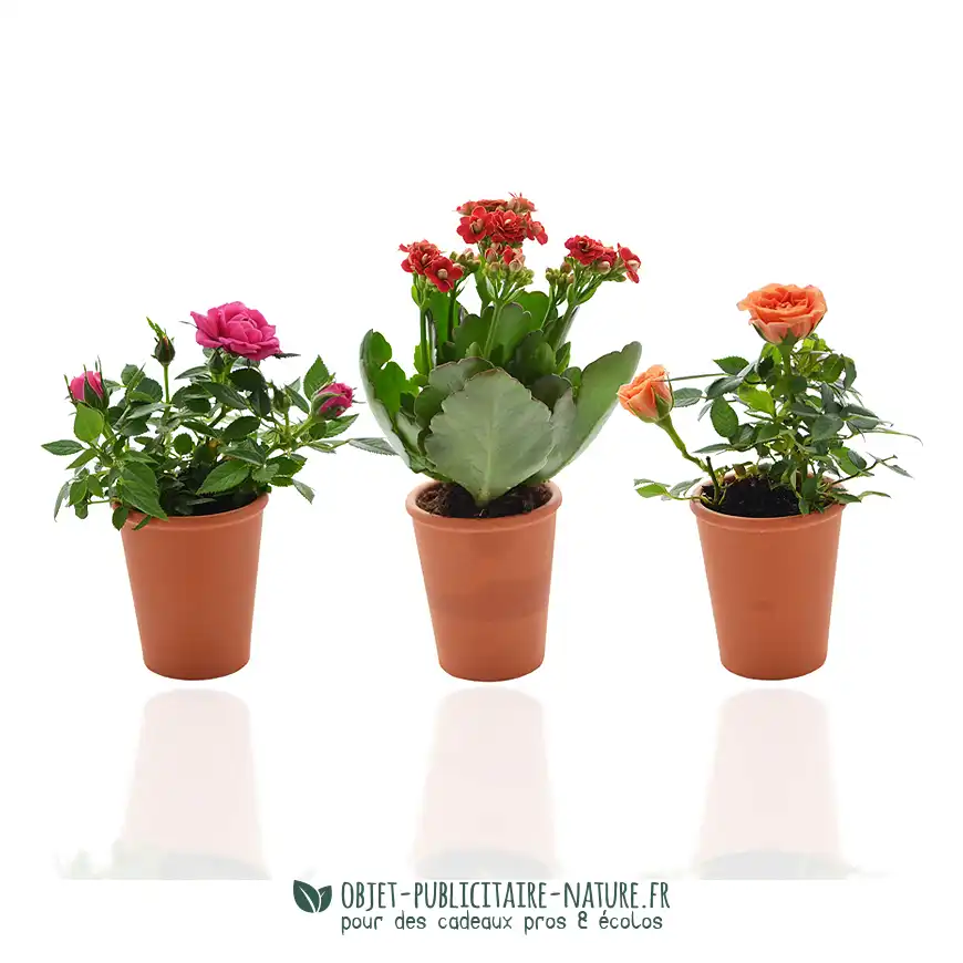 Petite plante fleurie publicitaire en pot terre cuite 6 cm à personnaliser