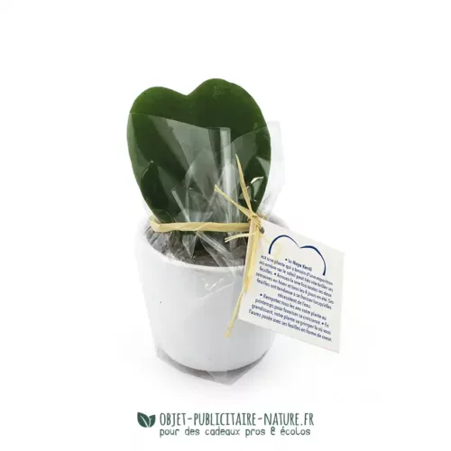 Plante Hoya Coeur en pot à personnaliser