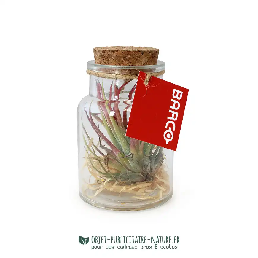 Plante Tillandsia en flacon publicitaire personnalisé petit modèle