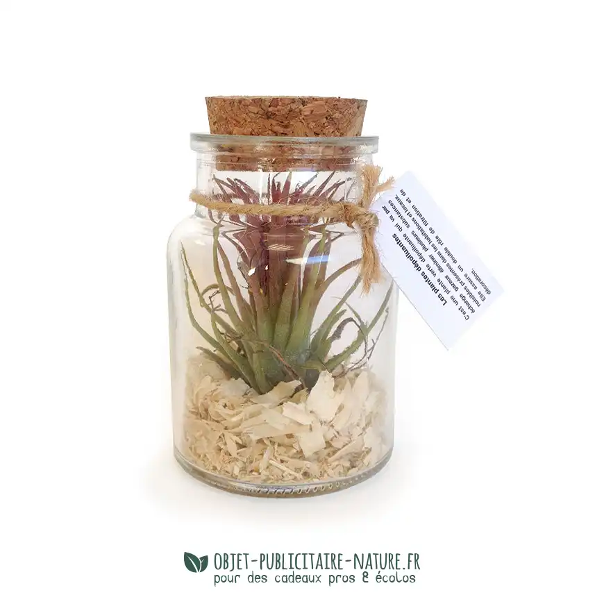 Plante Tillandsia en flacon publicitaire personnalisé petit modèle