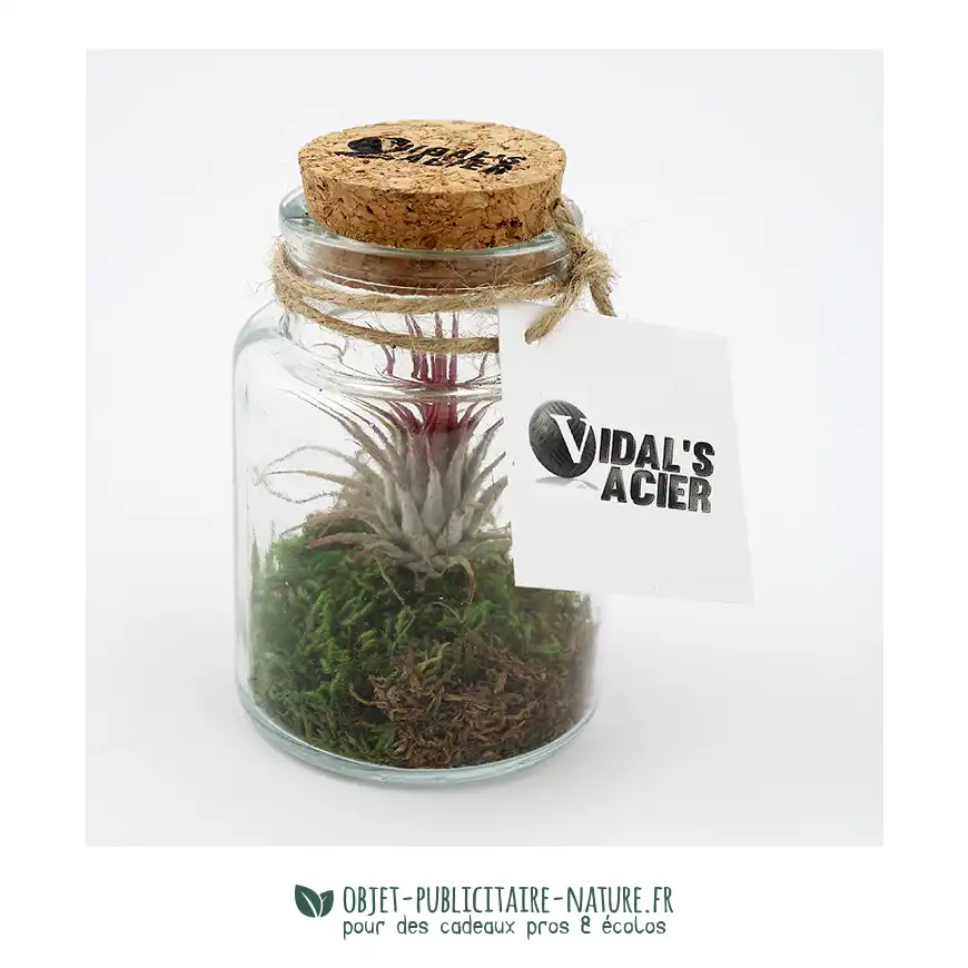 Plante Tillandsia en flacon publicitaire personnalisable petit modèle