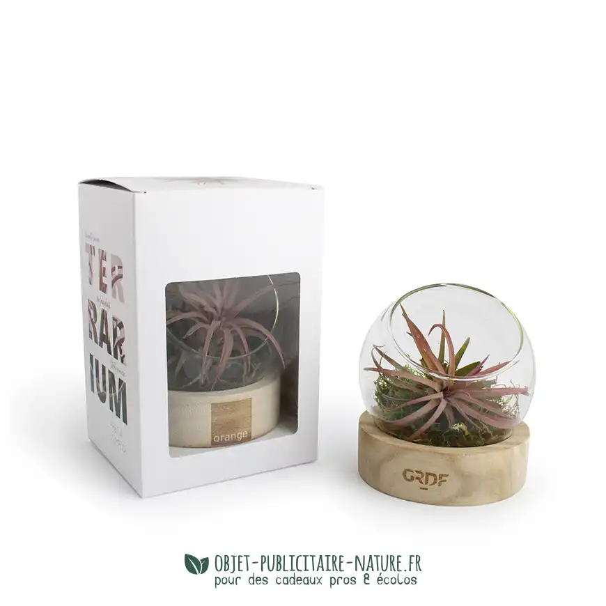 Terrarium globe en verre personnalisable avec socle en bois