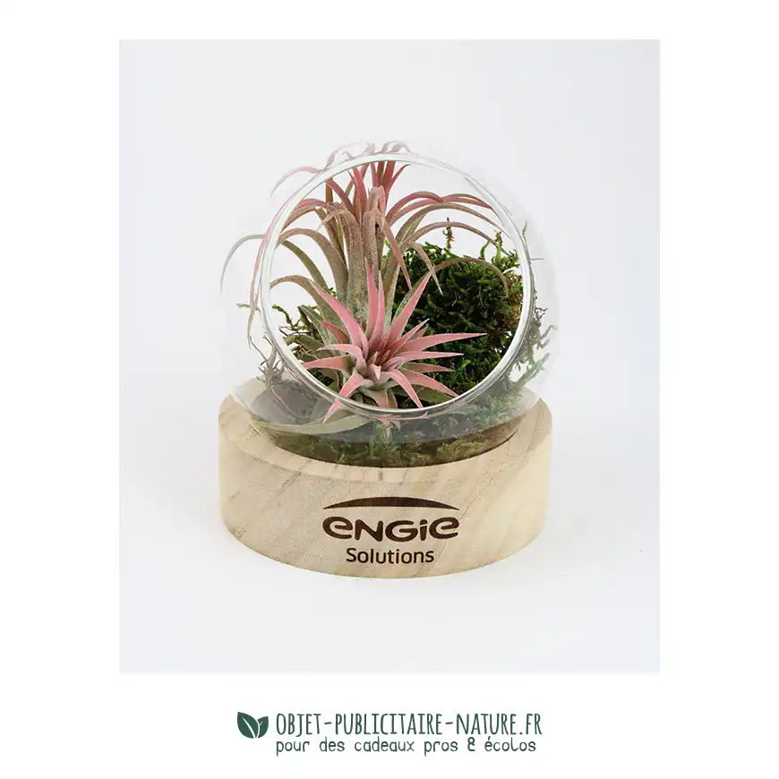 Terrarium globe en verre à personnaliser avec socle en bois