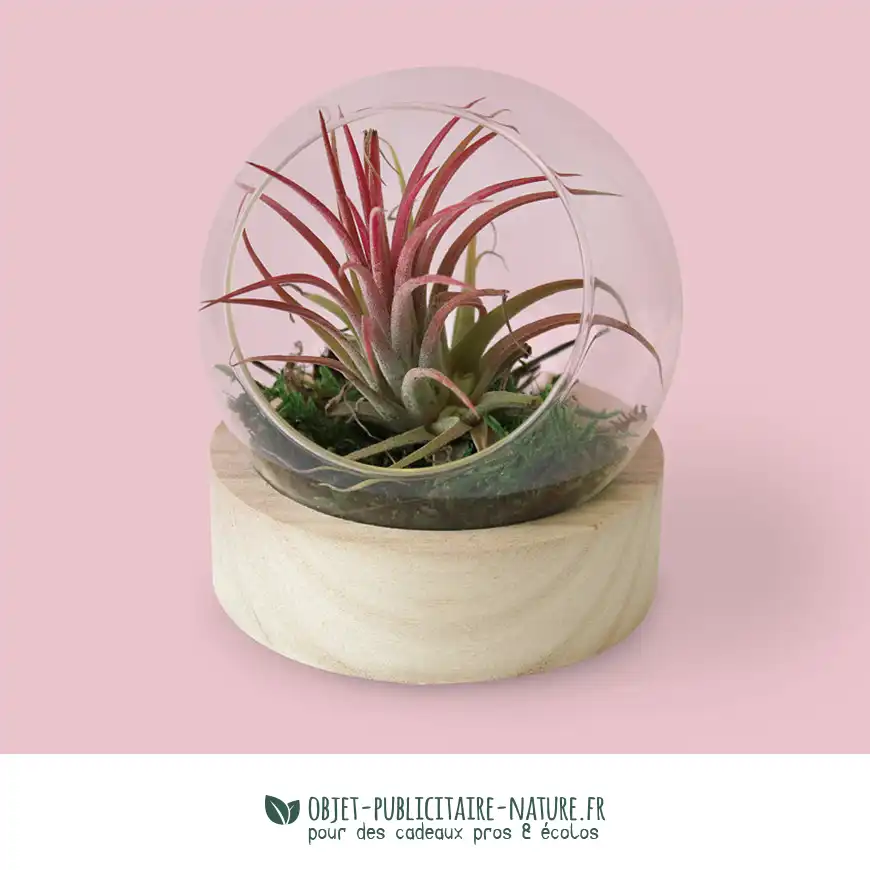 Terrarium globe en verre publicitaire avec socle en bois