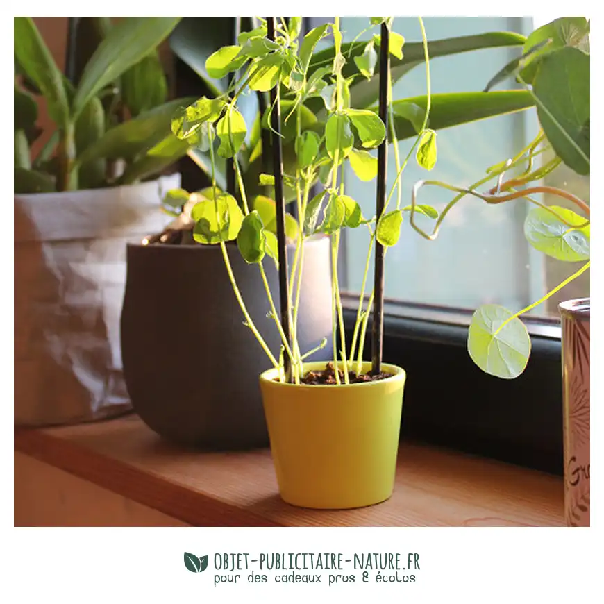 Kit de plantation avec pot en céramique personnalisable