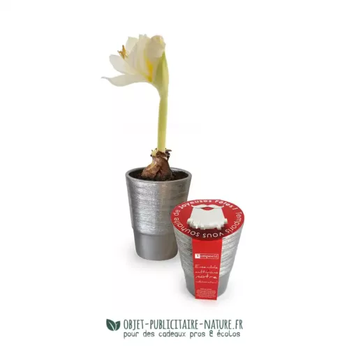 Bulbes de Noël publicitaire en kit de plantation personnalisé