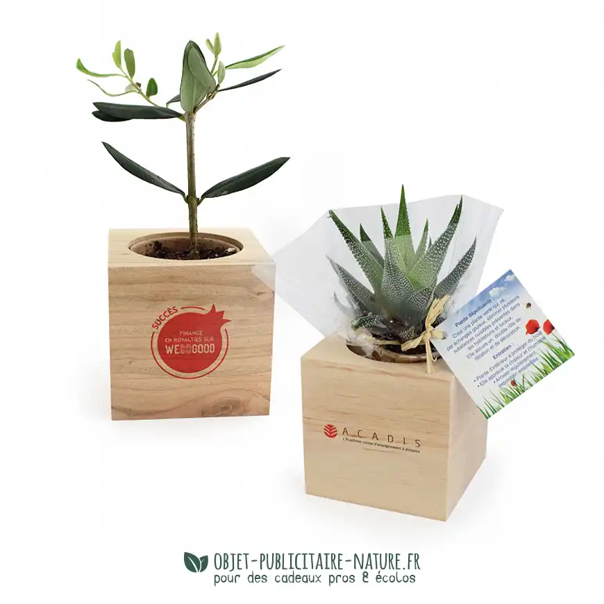 Mini arbre ou mini plante présenté en cube bois personnalisable