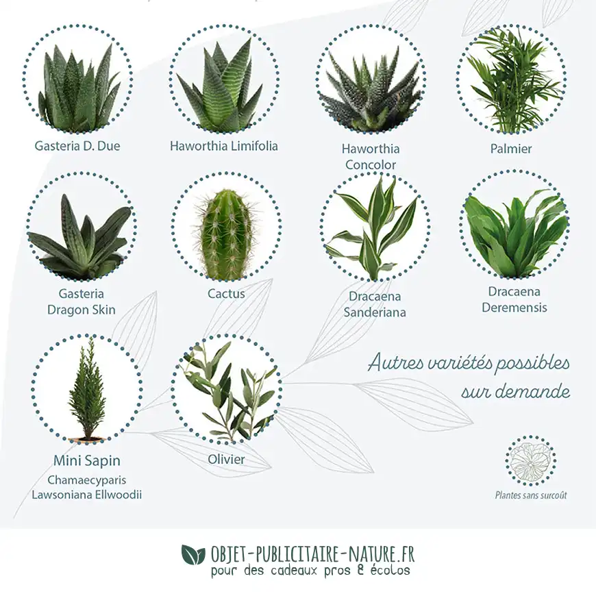 Variétés de mini arbre ou mini plante publicitaire présenté en cube bois personnalisable