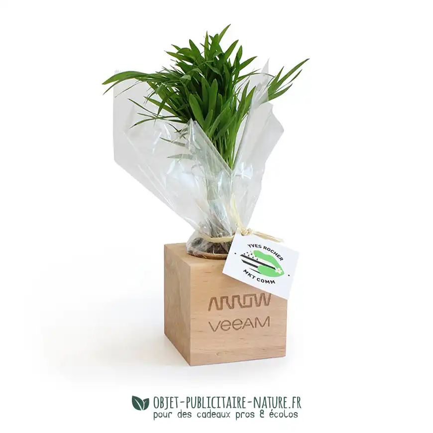 Mini arbre ou mini plante publicitaire présenté en cube bois personnalisé