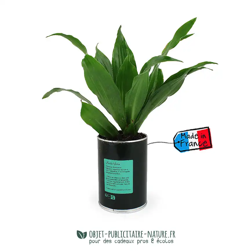 Cactus ou plante au choix en canette publicitaire personnalisable