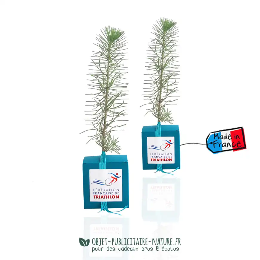 Arbre présenté en cube carton publicitaire personnalisable