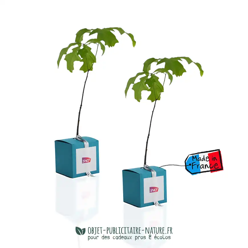 Arbre présenté en cube carton publicitaire personnalisable