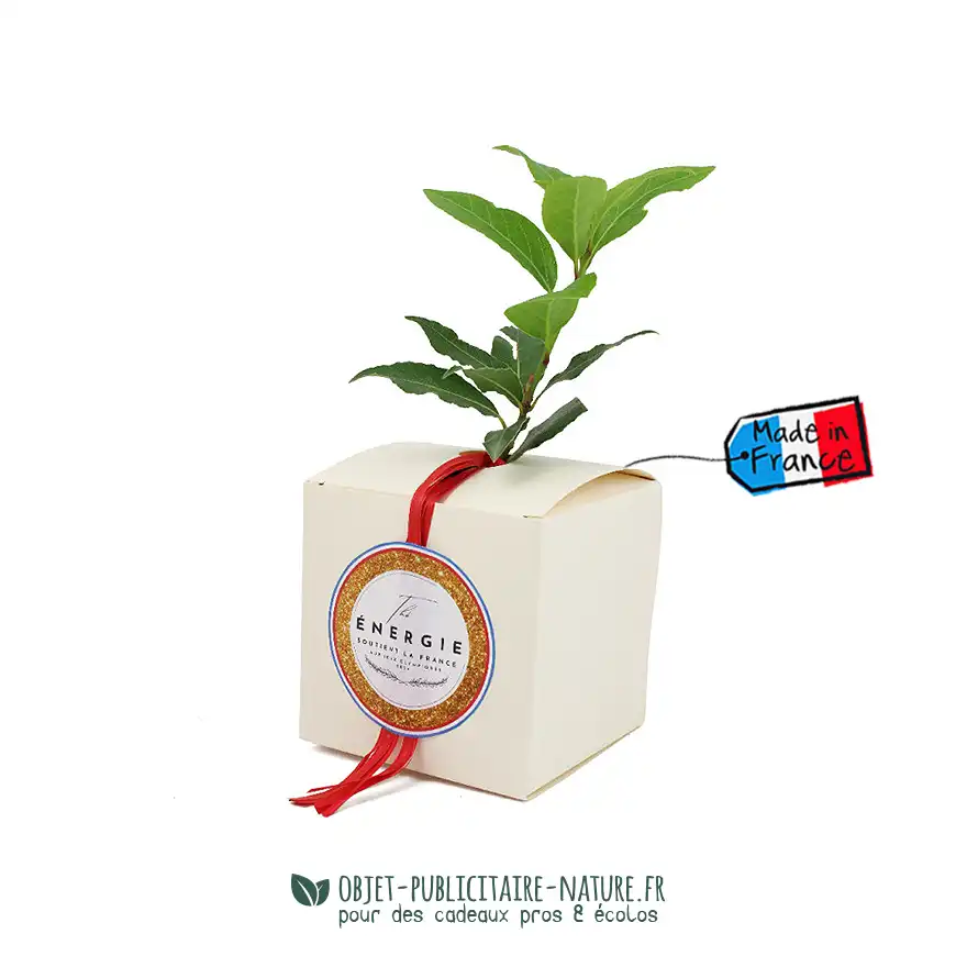 Arbre présenté en cube carton publicitaire personnalisable