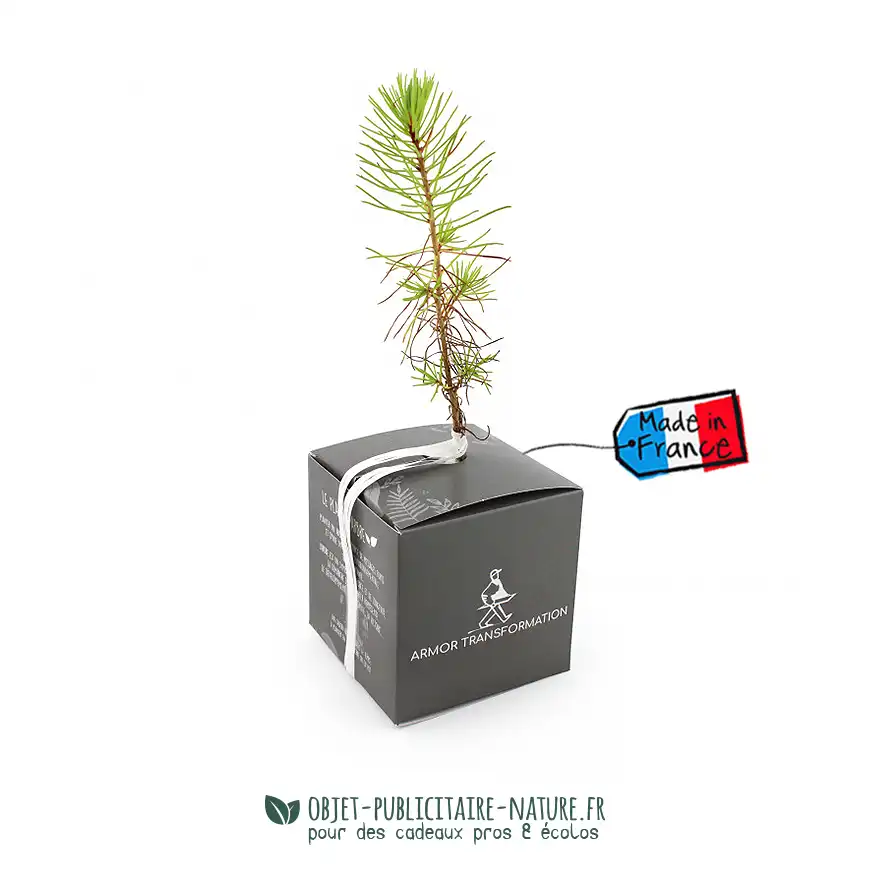 Arbre présenté en cube carton publicitaire personnalisé