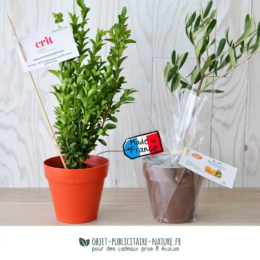 Arbre publicitaire en pot bambou 10cm personnalisé