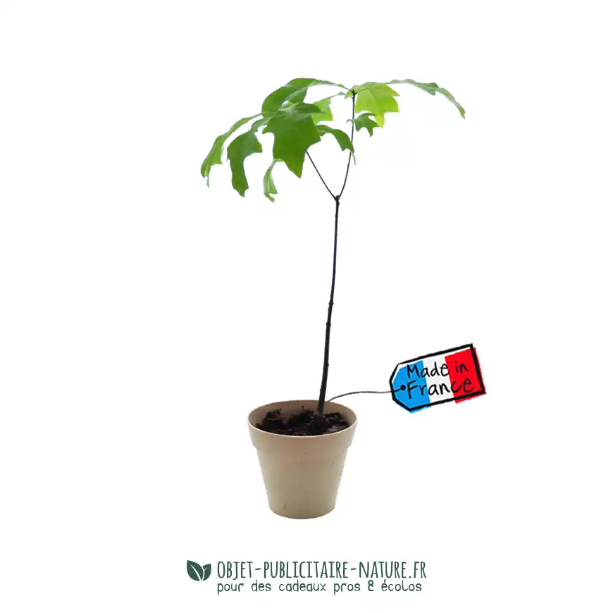 Arbre publicitaire en pot bambou 10cm personnalisable