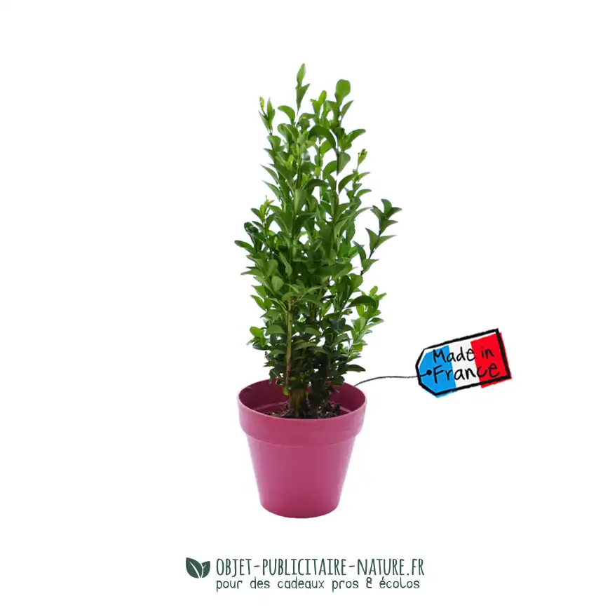 Arbre publicitaire en pot bambou 10cm personnalisable