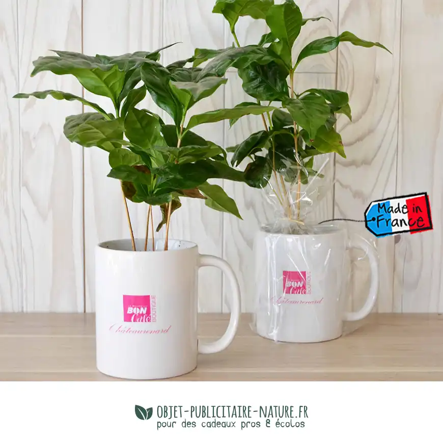 Plant de caféier véritable en mug publicitaire