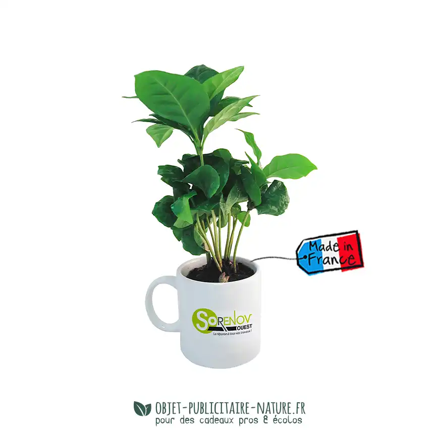 Plant de caféier véritable en mug publicitaire à personnaliser