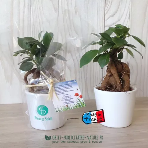 Ficus Ginseng Bonsaï en pot céramique rond 7 cm
