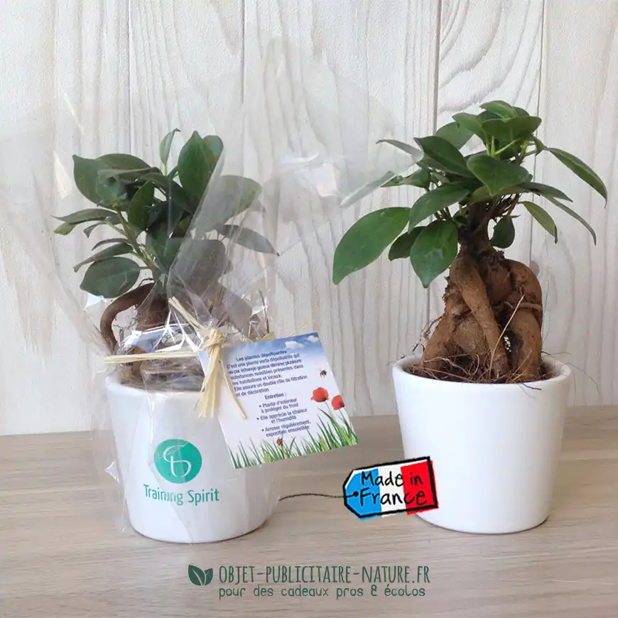 Ficus Ginseng Bonsaï en pot céramique rond 7 cm