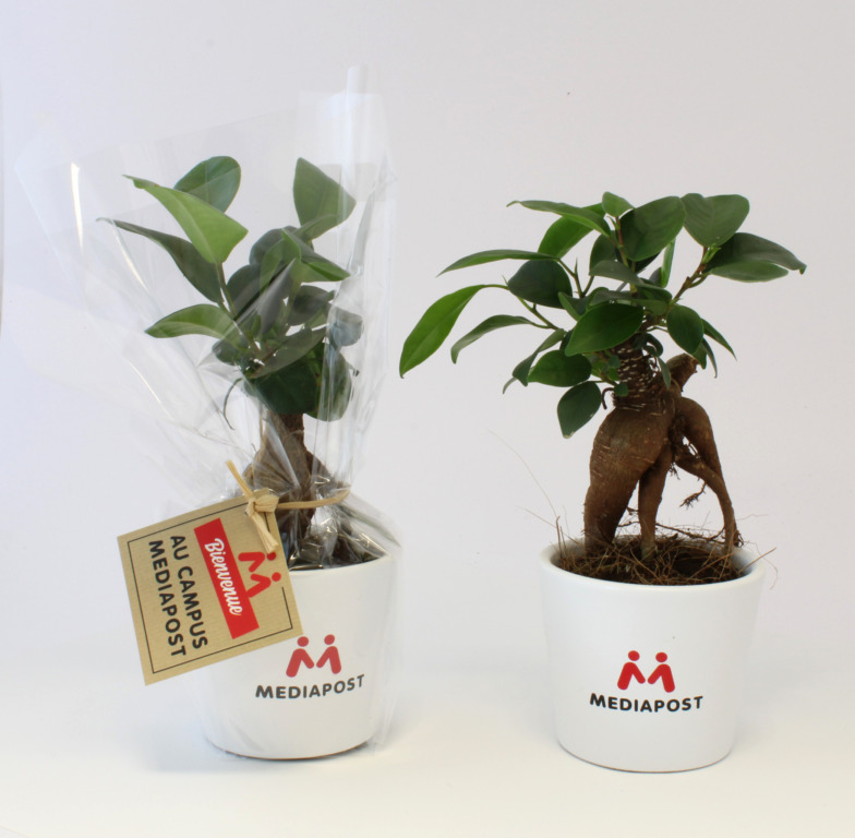 Ficus Ginseng Bonsaï publicitaire en pot céramique rond 7 cm personnalisable