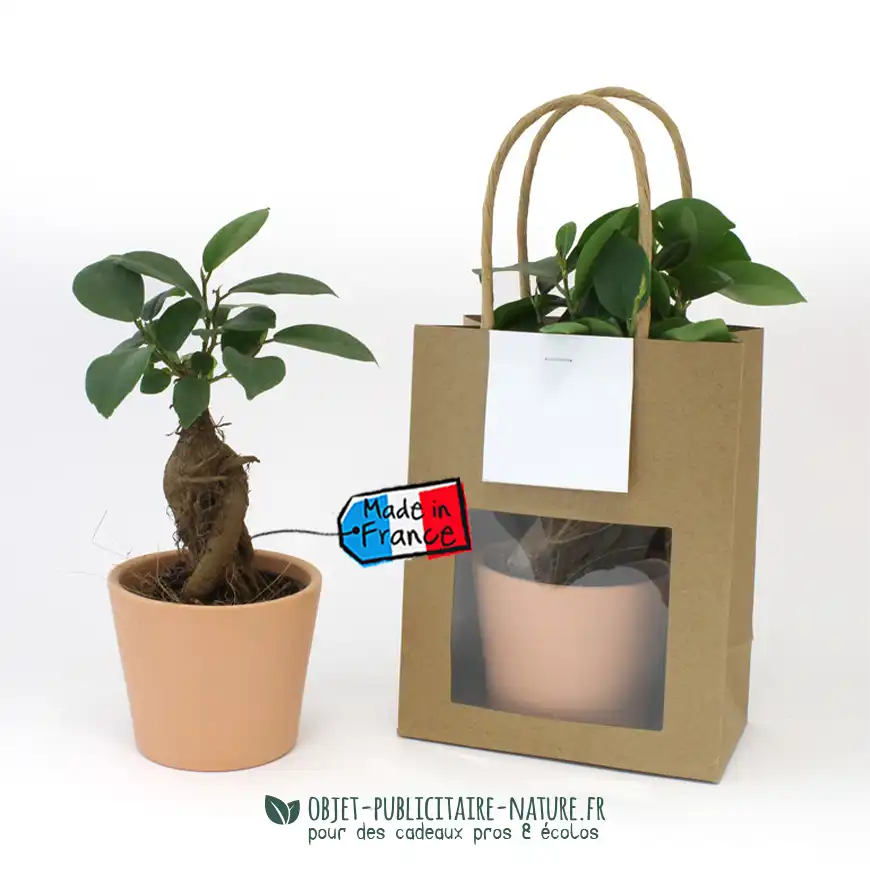 Ficus Ginseng Bonsaï en pot céramique rond 7 cm publicitaire
