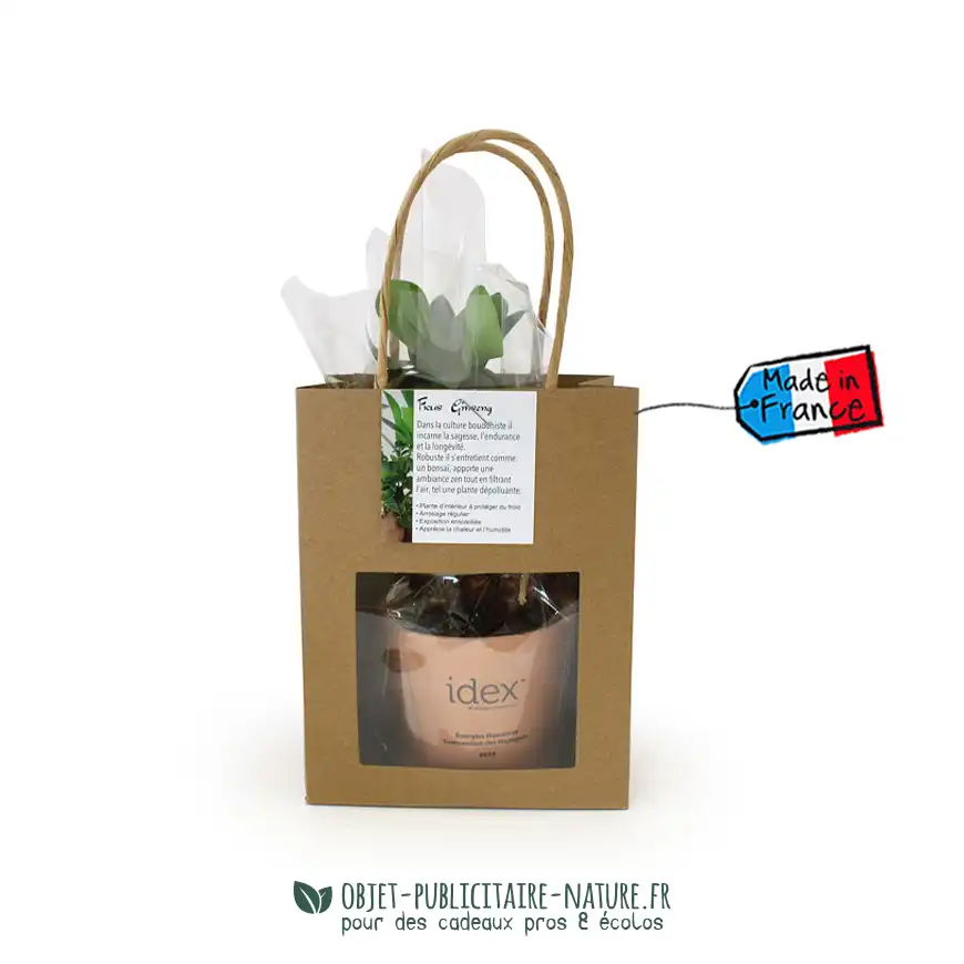 Ficus Ginseng Bonsaï publicitaire en pot céramique rond 7 cm personnalisable