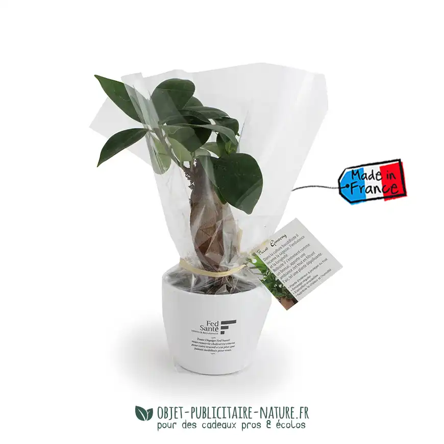 Ficus Ginseng Bonsaï publicitaire en pot céramique rond 7 cm à personnaliser