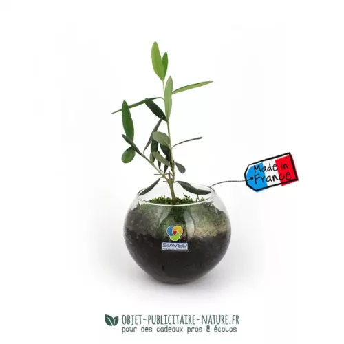 Plant d'olivier en globe de verre à personnaliser terrarium