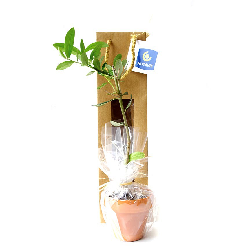 Plant d'olivier en sac kraft fenêtre avec étiquette personnalisable