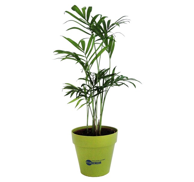 Arbre publicitaire en pot bambou 10cm personnalisé