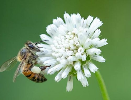 Quelles fleurs mellifères semer pour aider les abeilles ?