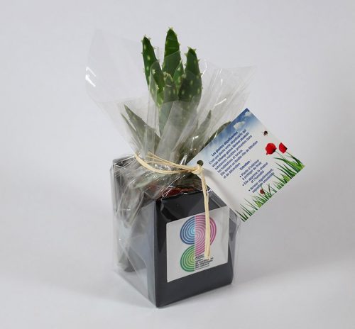 Plante publicitaire pot spécial ordinateur