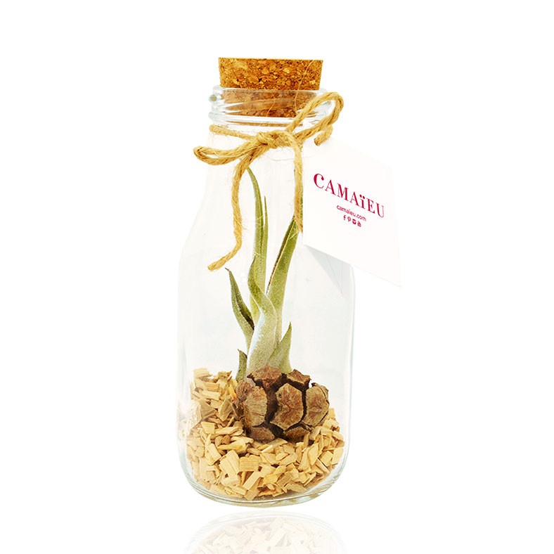 Plante Tillandsia en flacon publicitaire personnalisé grand modèle