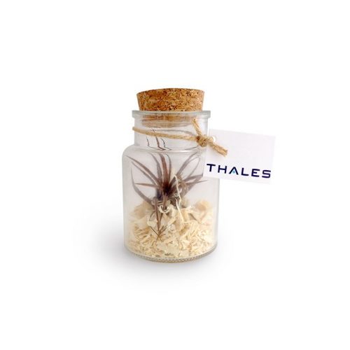 Plante Tillandsia en flacon publicitaire personnalisé petit modèle