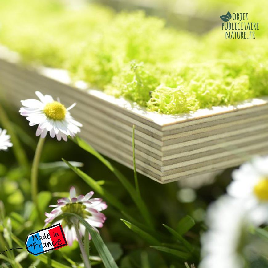 logo mousse naturelle sur bois