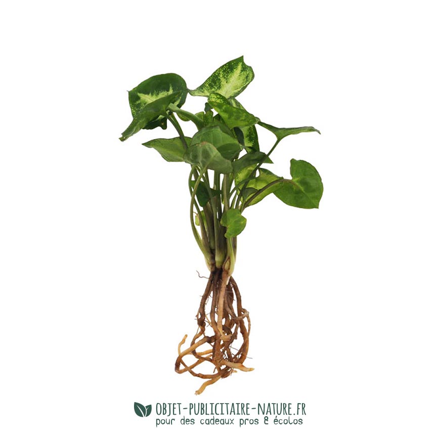 Plante au choix 2 : SYNGONIUM Refillsmall Syngonium Pixiestek