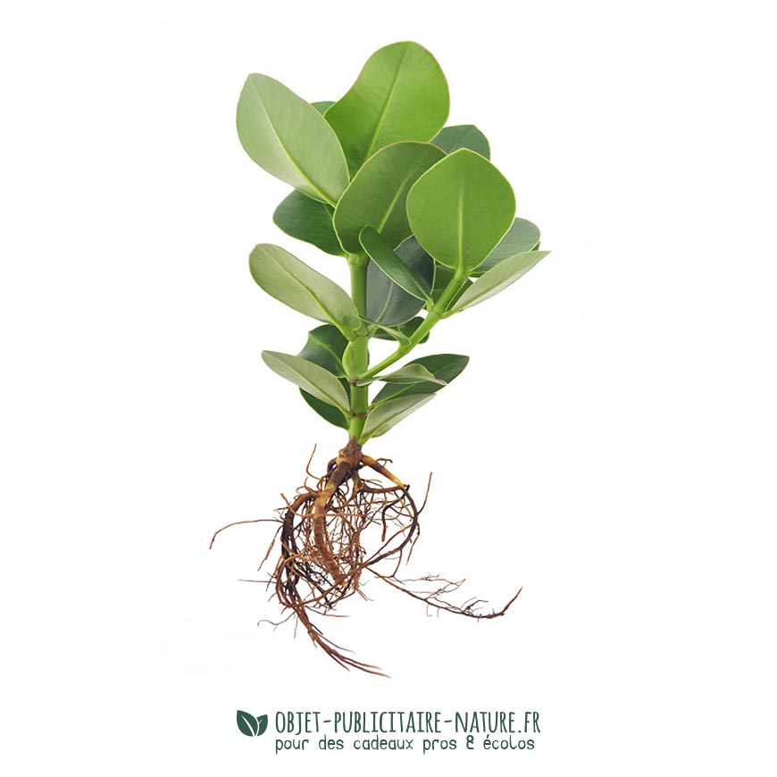 Plante au choix 1 : ZAMIOCULCAS Refill Clusia Princessmedium