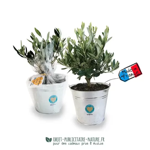 Olivier dans pot en zinc publicitaire de 17cm à personnaliser