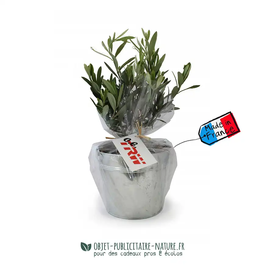 Olivier dans pot en zinc publicitaire de 17cm personnalisé